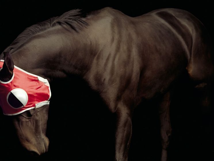 Pleasure Park Horse 10