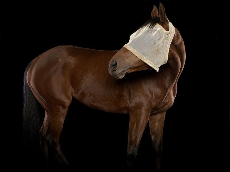 Pleasure Park Horse 11