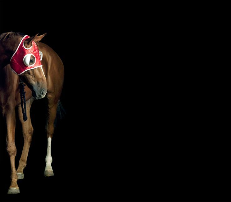 Pleasure Park Horse 12