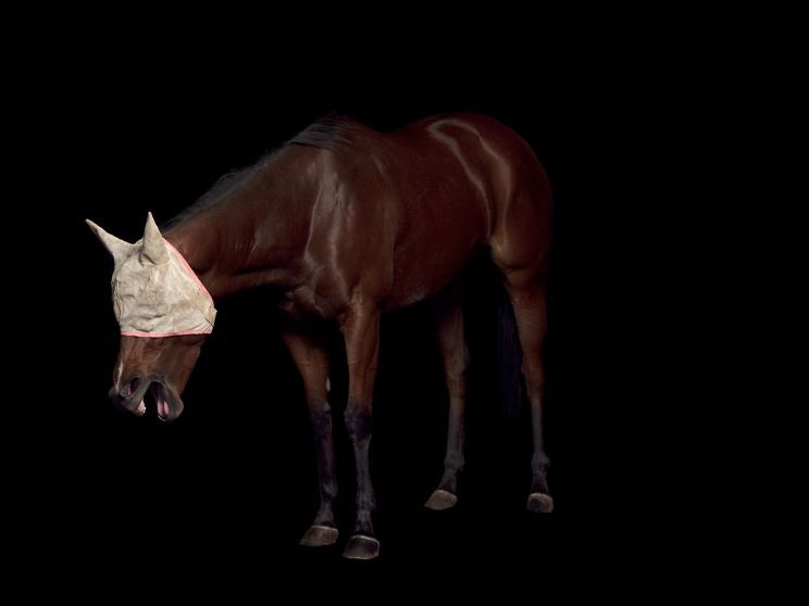 Pleasure Park Horse 13