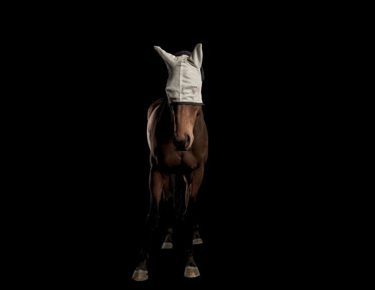 Pleasure Park Horse 14