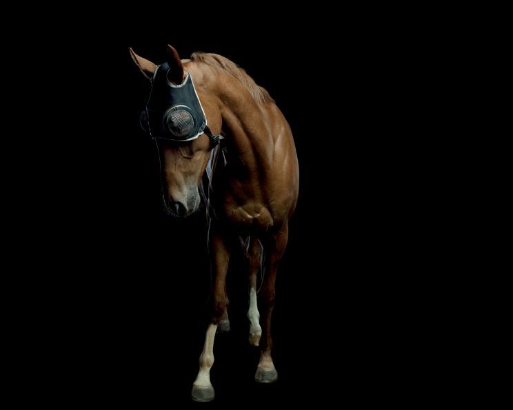 Pleasure Park Horse 15