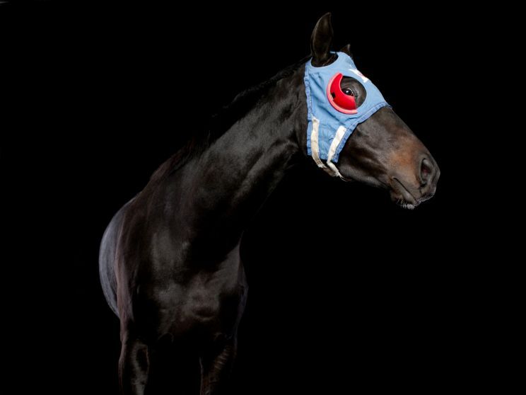 Pleasure Park Horse 16