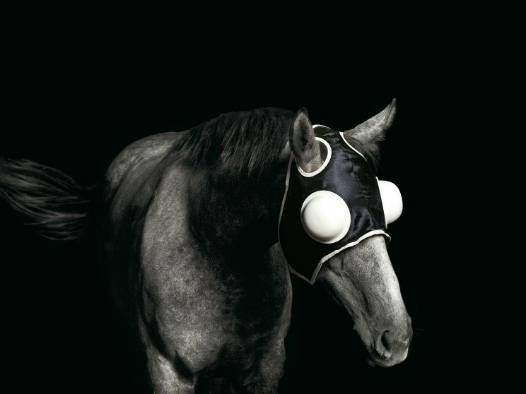 Pleasure Park Horse 2