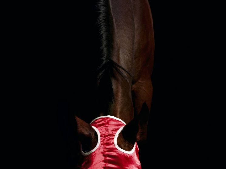 Pleasure Park Horse 3