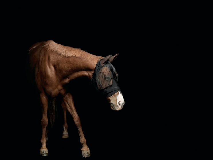 Pleasure Park Horse 4