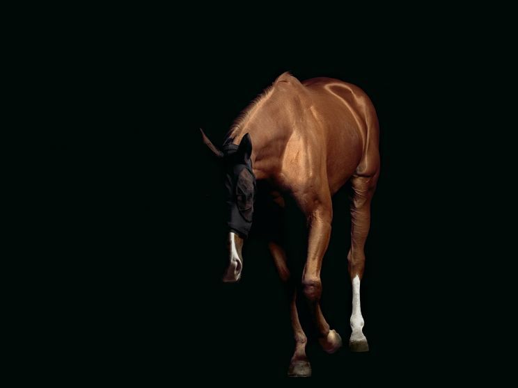 Pleasure Park Horse 5