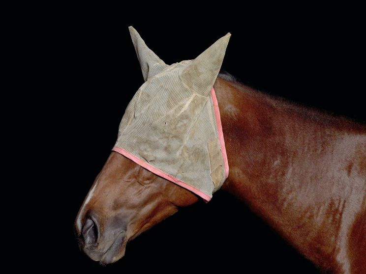 Pleasure Park Horse 6