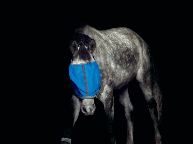 Pleasure Park Horse 7