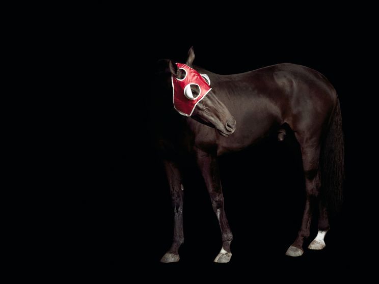 Pleasure Park Horse 8