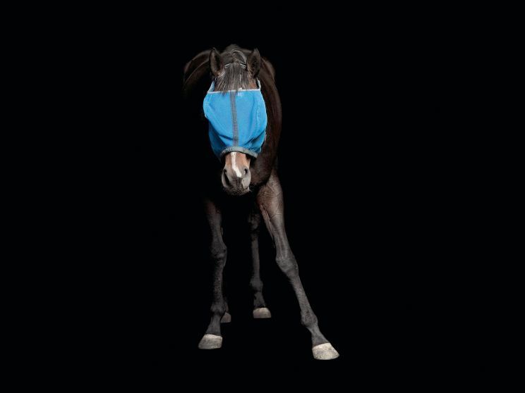 Pleasure Park Horse 9