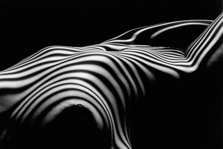 Zebra Nude