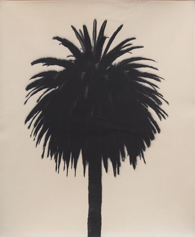 Palm Tree